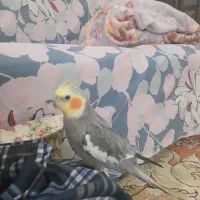 جمعه ساعت ۳نیم ظهر گمشده
