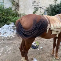 اسب|اسب و تجهیزات اسب‌سواری|گرگان, |دیوار