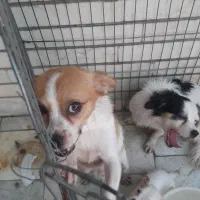 واگذاری حیوانات اهلی|سگ|اهواز, شریعتی جنوبی|دیوار