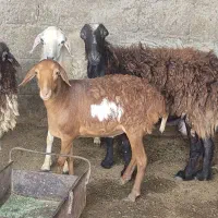 کهره و بره|حیوانات مزرعه|قشم, |دیوار