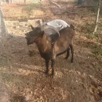 نربز آلپاین|حیوانات مزرعه|دماوند, دماوند|دیوار