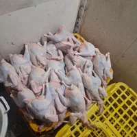 مرغ سفید ماشینی|حیوانات مزرعه|قم, شهدا|دیوار