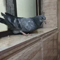 کفتر|پرنده|رباط‌کریم, الارد|دیوار