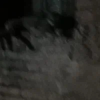 بهترین گربه دستی همراه زنگل