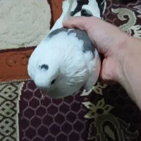 کبوتر ماده