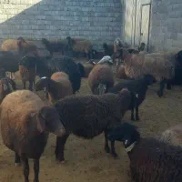 میش و بره هترو و همو