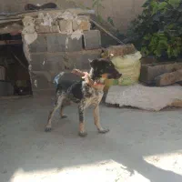 سگ پاکوتاه نر