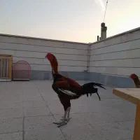 جوجه لاری ۸ ماهه|حیوانات مزرعه|ری, شهرری|دیوار