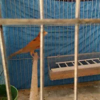 قناری جفت نرشتری سرخ ماده گنجشکی