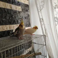 عروس هلندی مولد