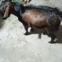 نری سیاه پای کوتاه هست