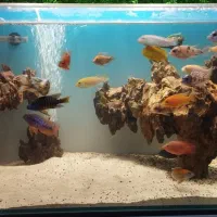 آکواریوم APA و فیلتر سطلی دیسکس|ماهی|شیراز, آبیاری|دیوار