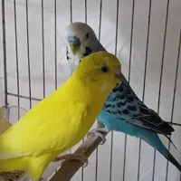 مرغ عشق ماده بالغ فقط190|پرنده|شریفآباد, |دیوار