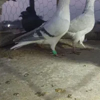 ساده افغانی کلکسیونی