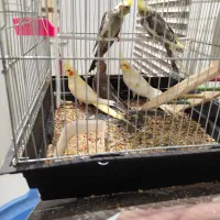 فروش شیش عددعروس باهم|پرنده|اهواز, شهرک اکباتان|دیوار