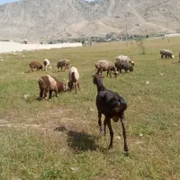 قوچ فروشی