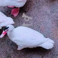 فروش اردک اسراییلی روسی|حیوانات مزرعه|سورک, |دیوار