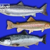 ماهیگیری با قلاب