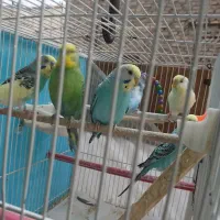 مرغ عشق  بسیارزیبا 3جفت