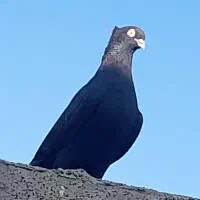 آبادانی کلافه