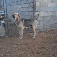 پژدر|سگ|شاهرود, |دیوار