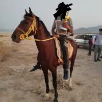 اسب نریان کورسی|اسب و تجهیزات اسبسواری|جیرفت, |دیوار