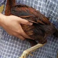 جوجه خروس لاری اصیل ( عکسها قدیمی هستن )|حیوانات مزرعه|ساری, |دیوار