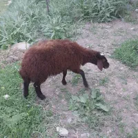 بره|حیوانات مزرعه|مهربان, |دیوار