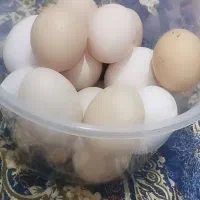 حیوانات