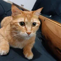 گربه گمشده