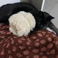 واگذاری گربه