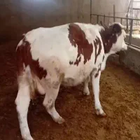 گاوسوپرچاق‌‌سیمینتال‌دودندان