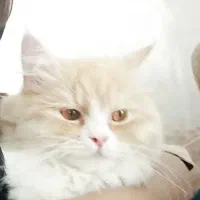 گربه پرشین9ماهه خیلی دخترخوب و ملوسی هست