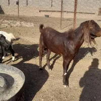 نربز پاکستانی|حیوانات مزرعه|تایباد, |دیوار
