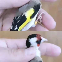 ماده سهره متولد قفس پلاک پا /