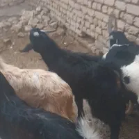 بزغاله نر|حیوانات مزرعه|قم, باجک یک|دیوار