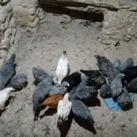 خروس امرک