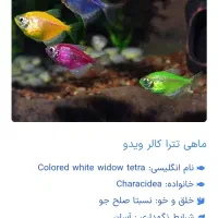 فروش ماهی آکواریوم