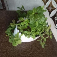 گل  قاشقی|گل و گیاه طبیعی|تربت جام, معدآباد|دیوار