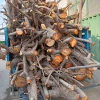 قطع وخریدچوب درخت هرس درخت هردرختی ک باشه فروش چوب|خدمات باغبانی و درختکاری|مشهد, توس (بلوار توس)|دیوار