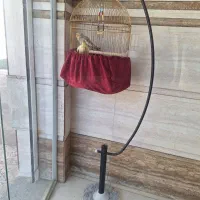 نرومادهطوطی عروس/باقفس ایستاده|پرنده|دزفول, |دیوار