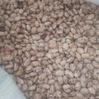 لوبیاگوقین