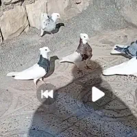 کبوتر طوقی قواره دار