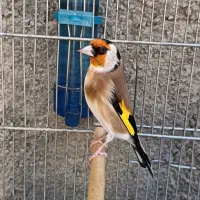 سهره وسهره قناری دهنداروجفتی