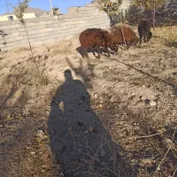 بره|حیوانات مزرعه|داران, |دیوار