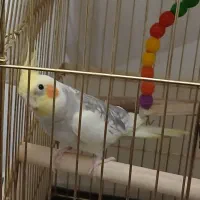 عروس هلندی نر سخنگو و سالم و باهوش