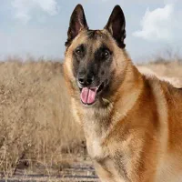 بلژین مالینویز اورجینال ماده ۱۱ ماهه شناسنامه دار