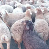 جایگاه رسمی دام زنده/ حضوری/ تلفنی|حیوانات مزرعه|قم, نوقطار|دیوار