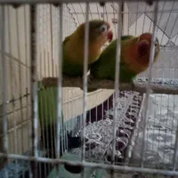 اهواز کوت عبدالله گنوم کار خیابون اول پلاک دو|پرنده|کارون, |دیوار