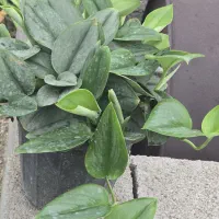 پتوس فرانسوی (مازندران-عباس‌آباد)